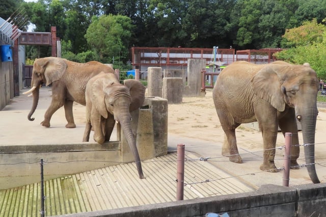 動物園で節電・電気代削減に取り組む際のポイント