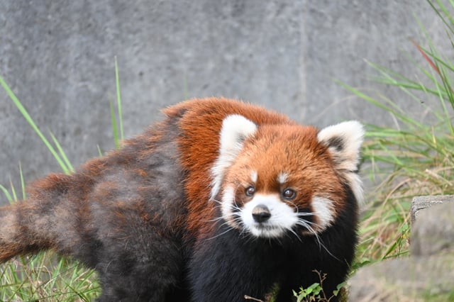 動物園の「空調」の節電・電気代削減方法
