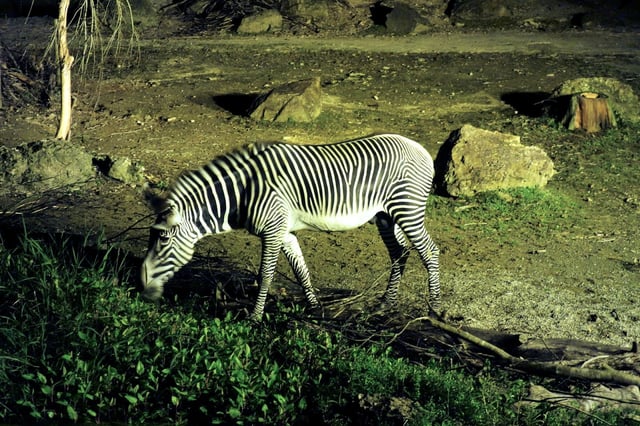 動物園の「照明」の節電・電気代削減方法