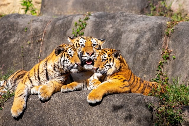 実際に動物園で取り組んでいるコスト対策の事例