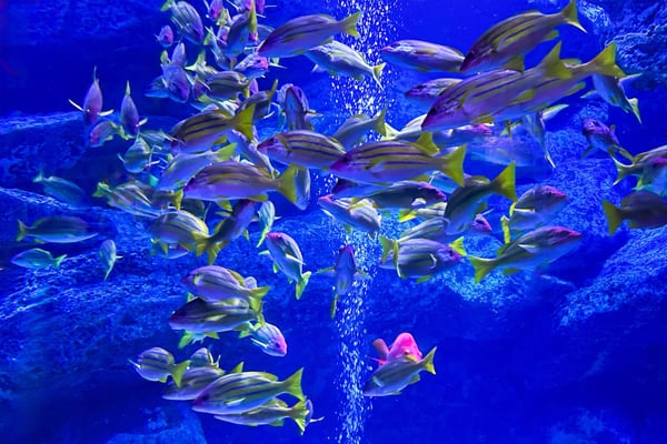 水族館の照明設備の節電・電気代削減方法