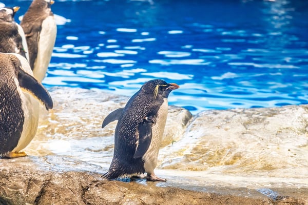 水族館の電気代を大きく削減する方法とは