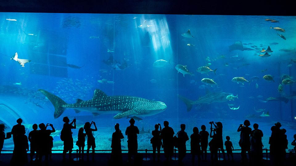 【最新】水族館の節電・電気代削減方法をわかりやすく解説！法人がすべき電気料金対策とは？